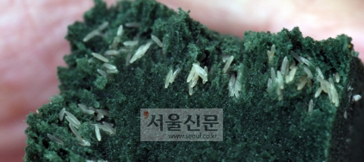귀뚜라미가 산란매트에 낳아 놓은 알. 두 달간의 생애 동안 500여개의 알을 낳는 귀뚜라미는 왕성한 번식력을 가지고 있다.