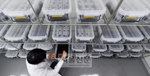 국립농업과학원 곤충사육동에서 김 연구사가 흰점박이 꽃무지 유충 사육통을 살피고 있다.