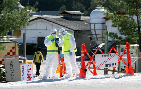 돼지열병 의심 신고된 김포 양돈농장
