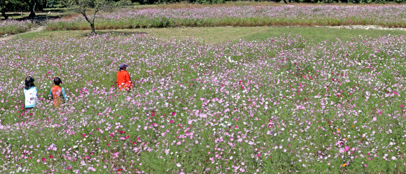 코스모스 길따라