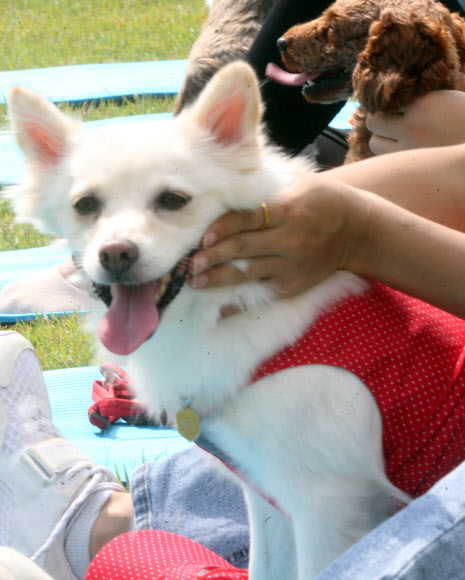 28일 대전시청 남문광장에서 동물보호문화축제가 열려, 강아지들이 애견 마사지를 받고 있다. 2019.9.28  연합뉴스