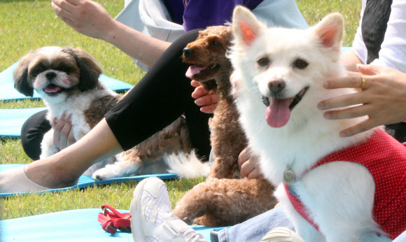 28일 대전시청 남문광장에서 동물보호문화축제가 열려, 강아지들이 애견 마사지를 받고 있다. 2019.9.28  연합뉴스