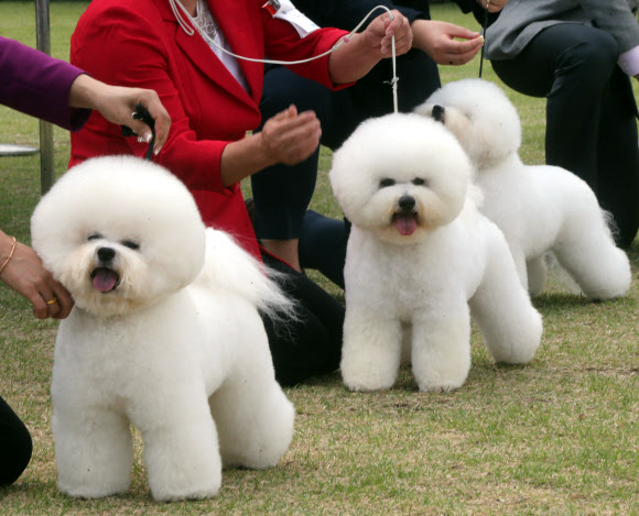 28일 대전시청 남문광장에서 동물보호문화축제가 열려, 도그쇼에 참가한 강아지들이 줄지어 서 있다. 2019.9.28  연합뉴스