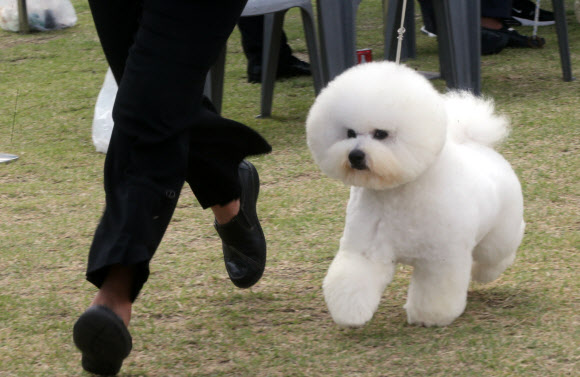 28일 대전시청 남문광장에서 동물보호문화축제가 열려, 도그쇼에 참가한 강아지가 달리고 있다. 2019.9.28  연합뉴스