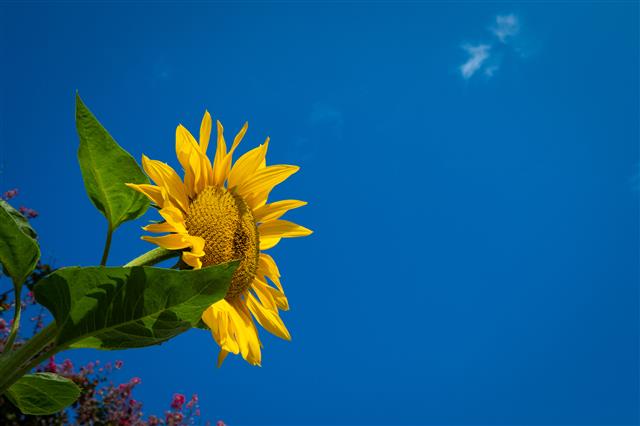 가을 만끽하는 해바라기