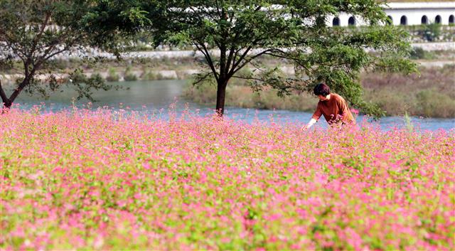 가을 정취 물씬, 붉은 메밀꽃밭 걸으며