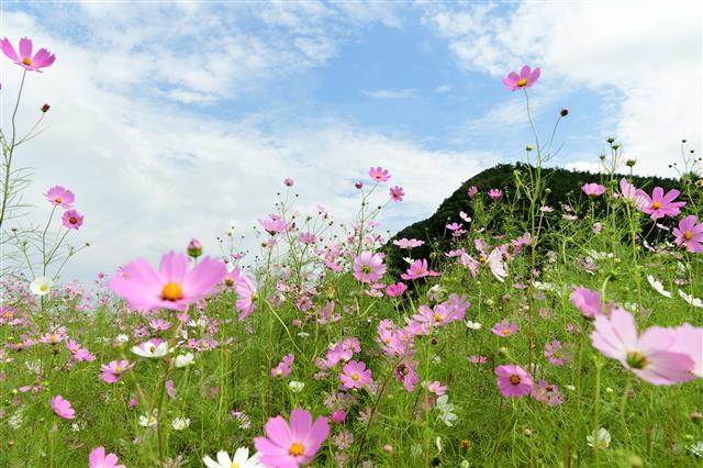고령군 어북실에 핀 가을 코스모스