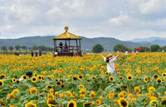 ‘해바라기밭에서 인생샷’