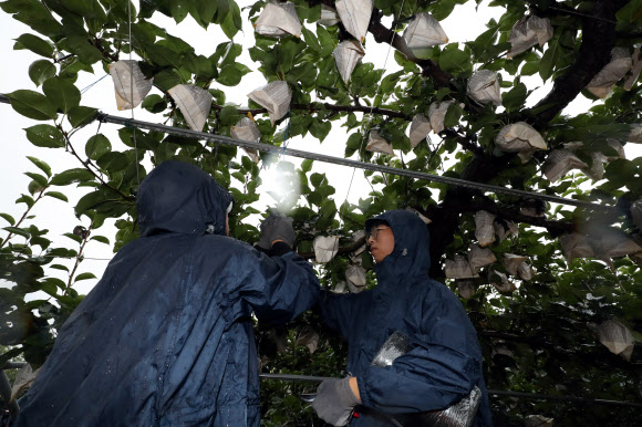 남부지방이 제18호 태풍 ‘미탁’의 영향권에 든 1일 전남 나주시 금천면 배연구소 과수원에서 농촌진흥청 직원들이 낙과 피해를 막고자 과수 고정 작업을 하고 있다. 2019.10.1  연합뉴스