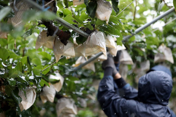 남부지방이 제18호 태풍 ‘미탁’의 영향권에 든 1일 전남 나주시 금천면 배연구소 과수원에서 농촌진흥청 직원들이 낙과 피해를 막고자 과수 고정 작업을 하고 있다. 2019.10.1  연합뉴스