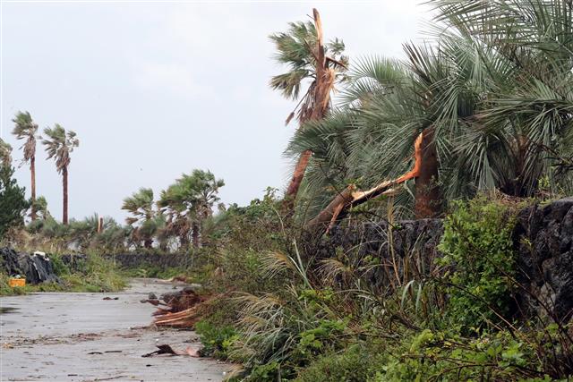 야자수도 쓰러뜨린 ‘미탁’의 위력