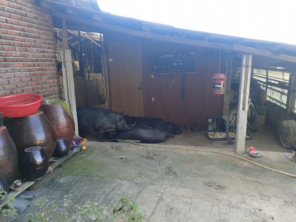 아프리카돼지열병으로 김포시 고양리의 한 사육농가에서 살처분당한 돼지들.