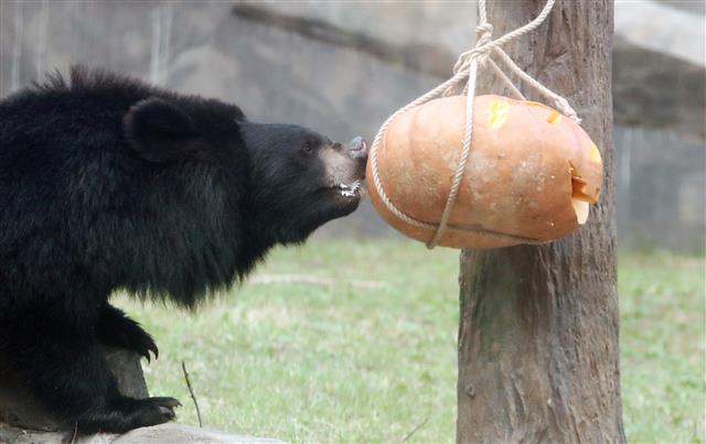 호박 먹는 반달가슴곰
