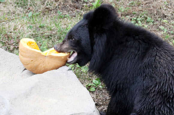 마늘 대신 꿀 호박 먹는 곰