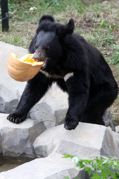 꿀바른 호박 먹는 곰