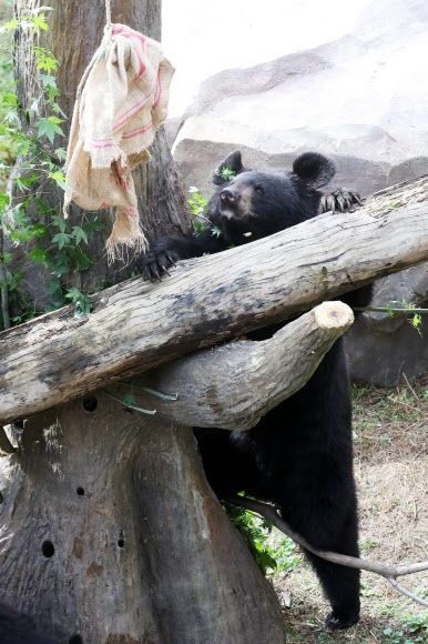 먹이에 곰 손 닿을락 말락