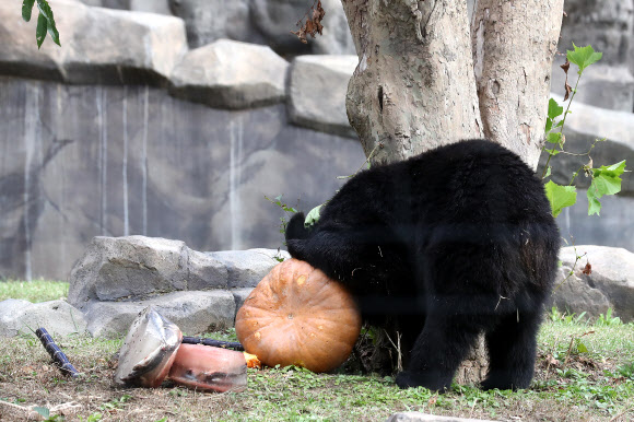 호박에 코박은 곰