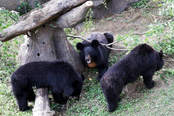 오늘은 ‘곰의 날’