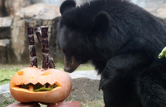 한국 곰의 날 맞은 반달가슴곰