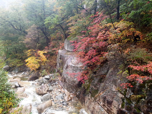 6일 오전 강원도 속초시 설악산 봉정암 계곡에 단풍이 물들어가고 있다. 2019.10.6  연합뉴스
