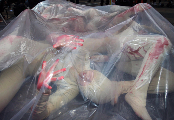 동물해방물결 회원들이 6일 오후 서울 중구 명동예술극장 앞에서 ‘살처분되지 않으면 도살되는 축산피해 동물의 현실을 알리는 퍼포먼스’를 펼치고 있다. 동물해방물결은 “이번 퍼포먼스에선 실제 살처분 당시 발생하는 돼지들의 울음소리와 함께 돼지로 분한 인간 퍼포머들이 대형 비닐 속에서 질식사하는 고통을 표현할 계획”이라며 “퍼포먼스 후 지나가는 시민에게 육식을 중단하고 채식을 권하는 탈육식 거리 캠페인도 펼칠 예정”이라고 밝혔다. 2019.10.6.     이종원 선임기자 jongwon@seoul.co.kr