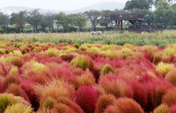 붉게 물들어가는 가을