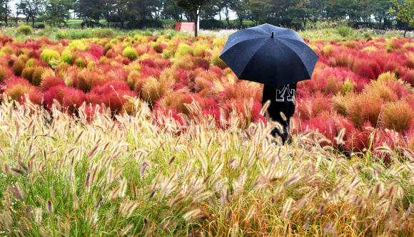가을 재촉하는 비