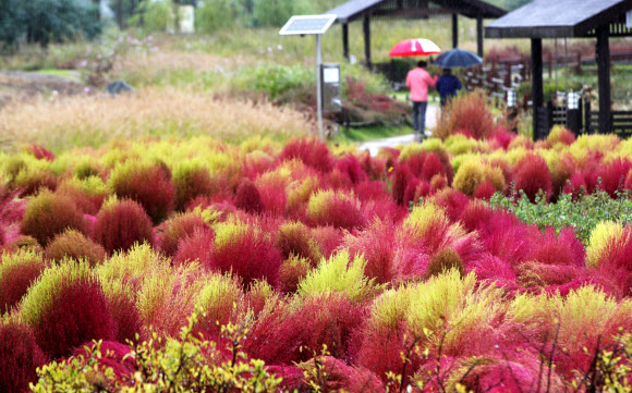 붉게 물들어가는 가을