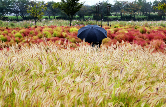 가을 재촉하는 비