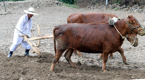 ‘이랴∼’ 겨릿소 시연