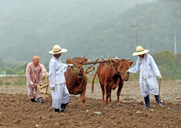 ‘이랴∼’ 겨릿소 모는 체험