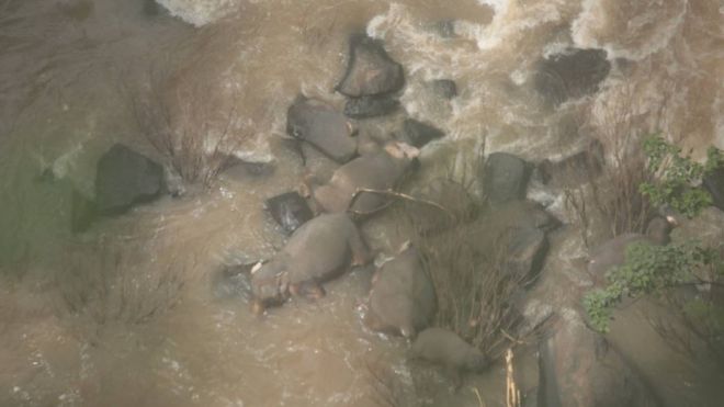 폭포 아래로 추락한 여섯 마리 코끼리 사체들이 사고 이틀이 지나도록 여전히 강물에 방치돼 있다고 영국 BBC가 7일 전했다. 태국 국립공원 및 야생동식물 보존부(DNP) 제공 BBC 홈페이지 캡처 
