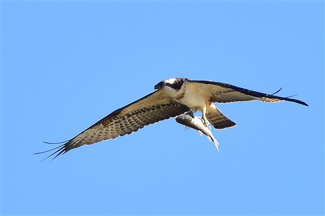 환경부 지정 멸종위기 2급인 물수리가 9일 경북 포항시 남구 연일읍 형산강에서 물고기를 잡은 후 날아가고 있다. 2019.10.9 뉴스1