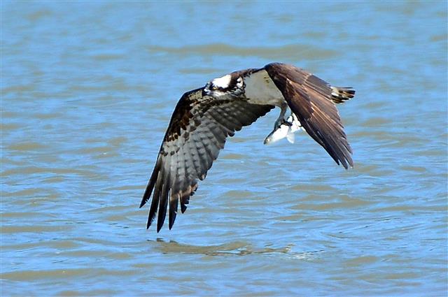 환경부 지정 멸종위기 2급인 물수리가 9일 경북 포항시 남구 연일읍 형산강에서 물고기를 잡은 후 수면위를 날아가고 있다. 2019.10.9 뉴스1