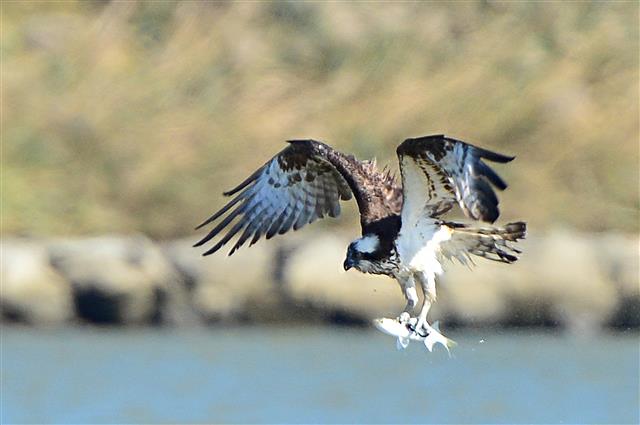 환경부 지정 멸종위기 2급인 물수리가 9일 경북 포항시 남구 연일읍 형산강에서 물고기를 잡은 후 날아가고 있다. 2019.10.9 뉴스1