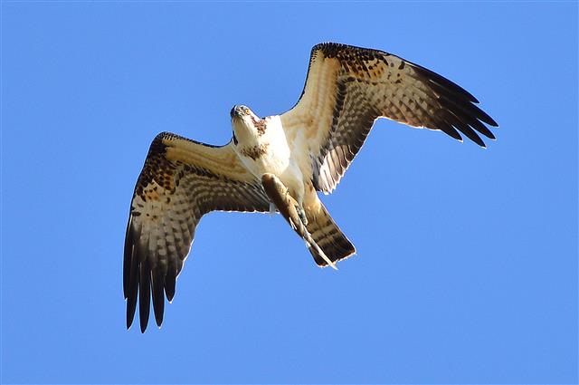 환경부 지정 멸종위기 2급인 물수리가 9일 경북 포항시 남구 연일읍 형산강에서 물고기를 잡은 후 날아가고 있다. 2019.10.9 뉴스1
