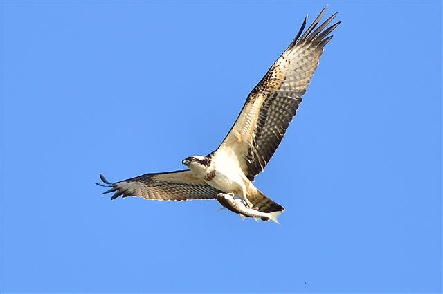 환경부 지정 멸종위기 2급인 물수리가 9일 경북 포항시 남구 연일읍 형산강에서 물고기를 잡은 후 수면위를 날아가고 있다. 2019.10.9 뉴스1