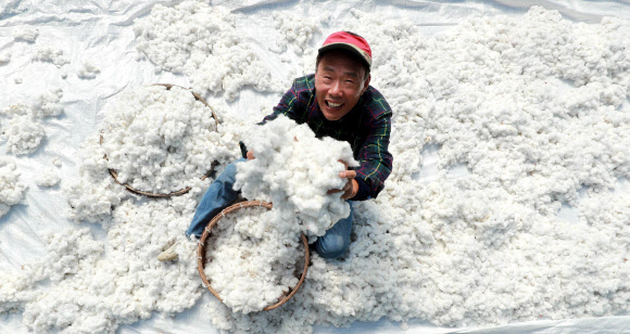 가을 햇살에 목화솜 손질