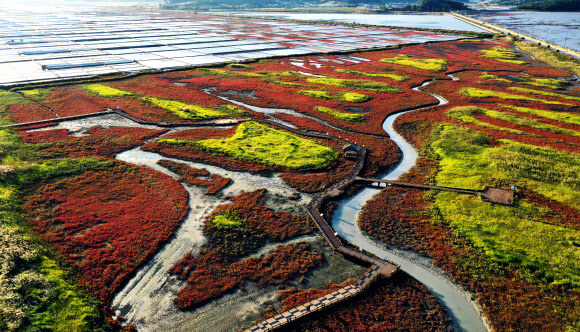 장관 펼쳐진 신안 갯벌 습지