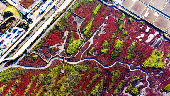 갯벌에 찾아온 가을