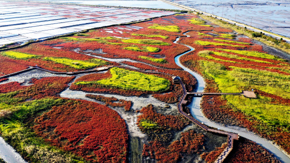 단풍처럼 물든 갯벌