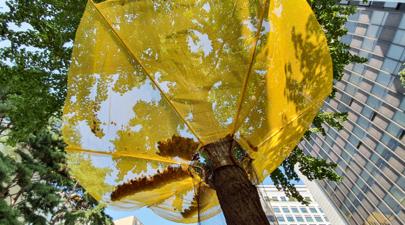 은행나무 열매 ‘채집망’을 아시나요?