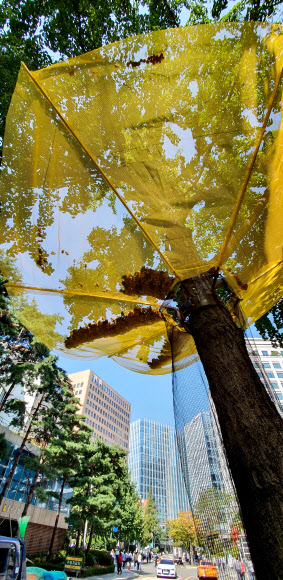 은행나무 열매 ‘그물’을 아시나요?