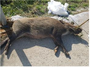 지난 11일 경기 연천 민통선에서 발견, 사살된 멧돼지 폐사체에서 돼지열병 바이러스가 발견돼 비상이 걸렸다. 환경부 제공