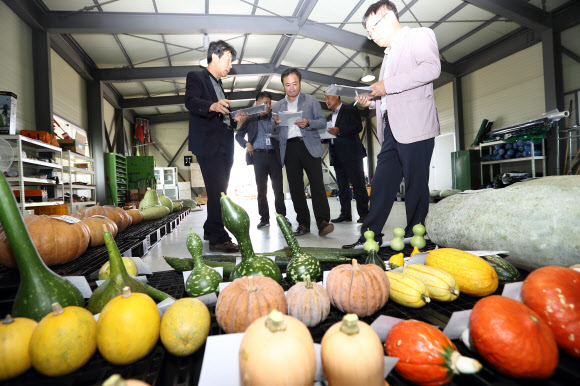 박과채소 챔피언 선발대회