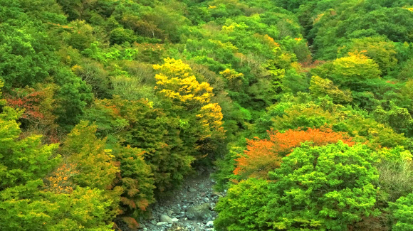 깊어가는 한라산 단풍