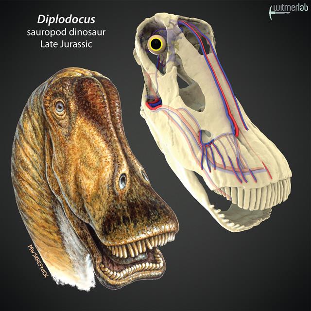 초식 공룡인 디플로도쿠스 같은 거대 공룡은 뇌와 눈 같은 중요 장기가 체온 상승으로 인해 망가지는 것을 막는 것이 중요했다. 연구팀은 몸집이 10m가 넘는 거대 공룡들은 혈액순환 시스템과 함께 코와 입으로 공기를 흡입해 열을 식혔을 것이라는 연구 결과를 발표했다. 미국 오하이오대 제공