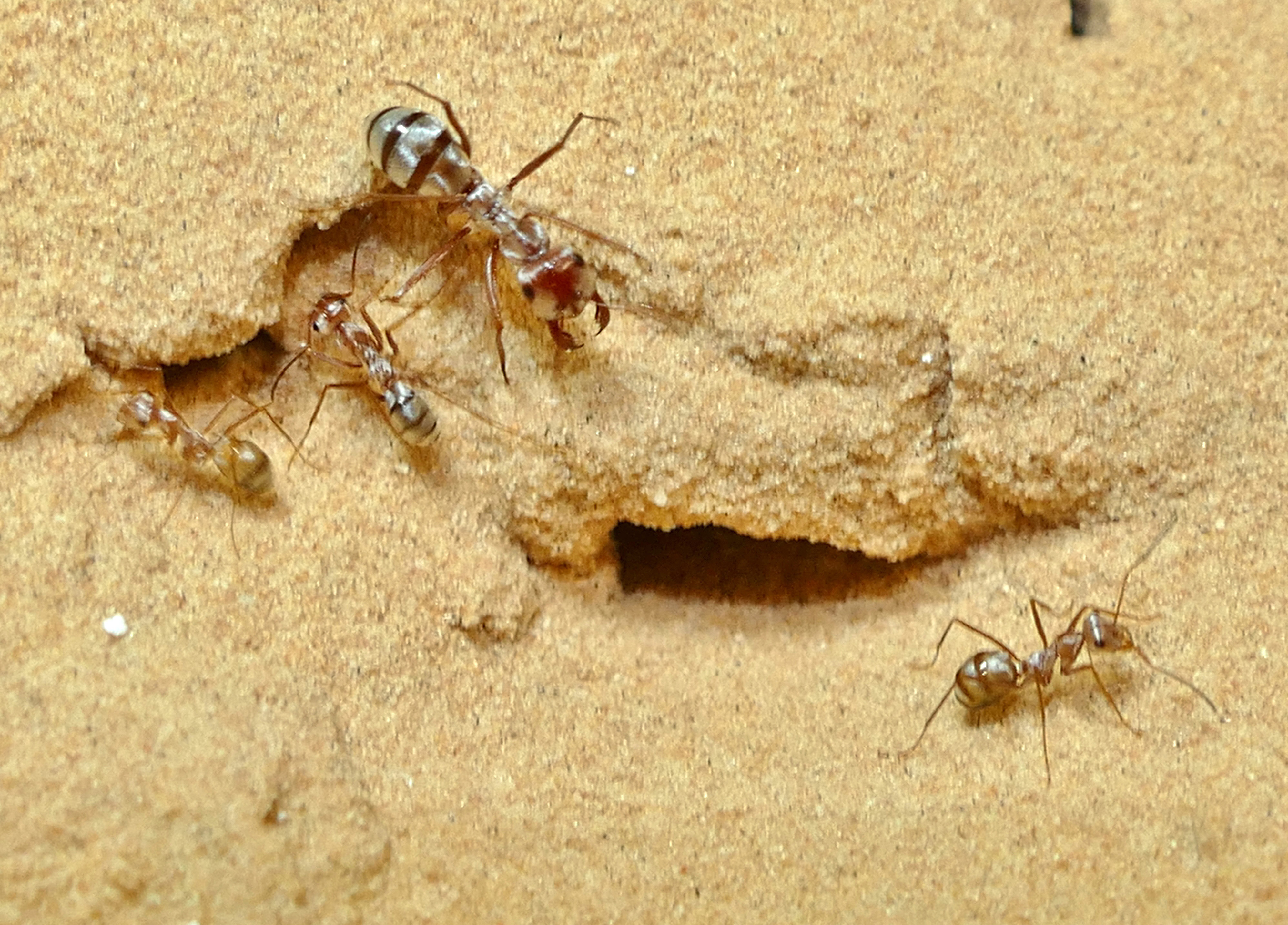 세상에서 가장 빠른 개미...사하라 은개미