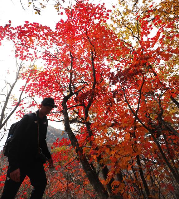 17일 강원도 설악산을 찾은 등산객이 단풍으로 물든 등산로를 오르고 있다. 2019.10.17 뉴스1