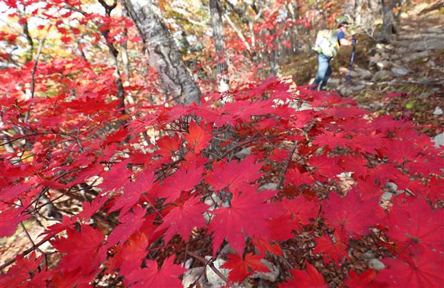 17일 강원도 설악산을 찾은 등산객이 단풍으로 물든 등산로를 오르고 있다. 2019.10.17 뉴스1